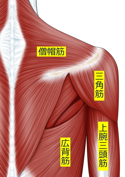 肩の体表に近い筋肉