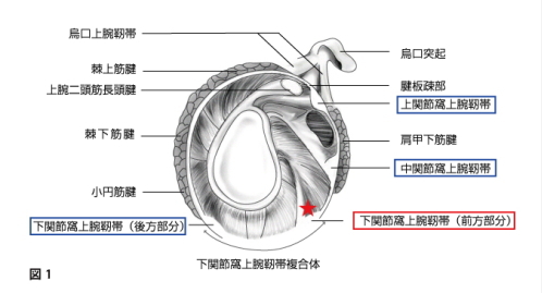 関節窩と関節窩に付着する靭帯、関節唇の解剖イラスト