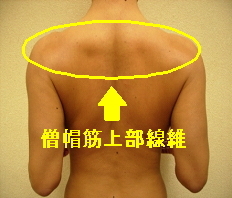 僧帽筋