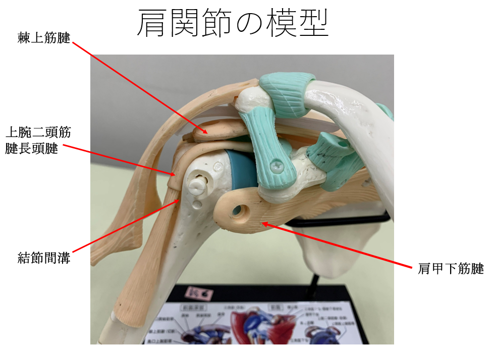 肩関節の模型