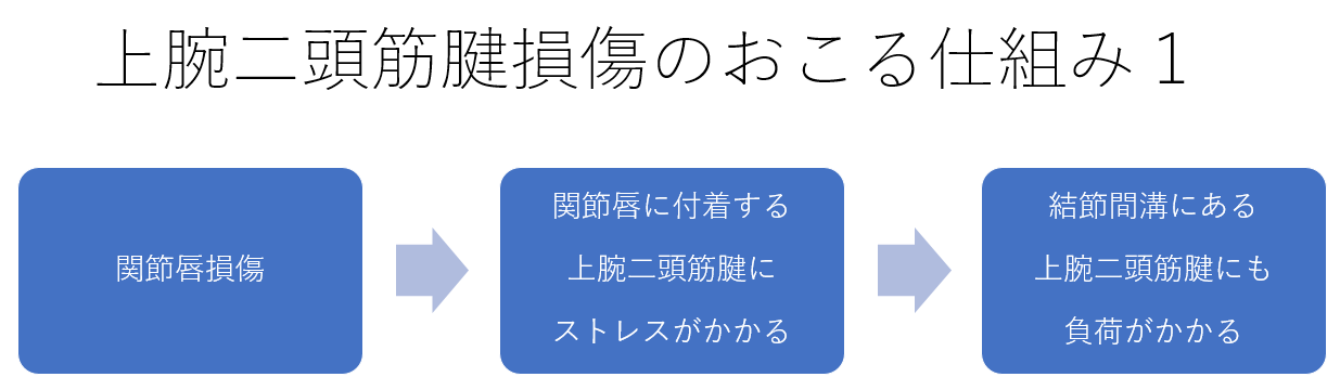 上腕二頭筋腱損傷のおこる仕組み