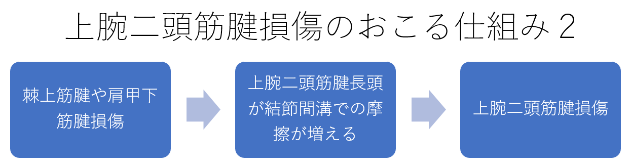 上腕二頭筋腱損傷のおこる仕組み