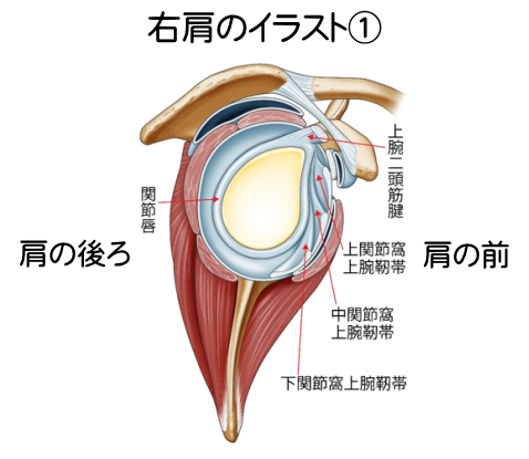 右肩のイラスト1