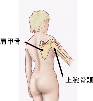 上腕骨頭と肩甲骨