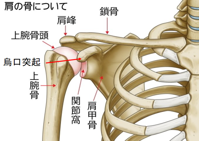 肩関節を構成する骨