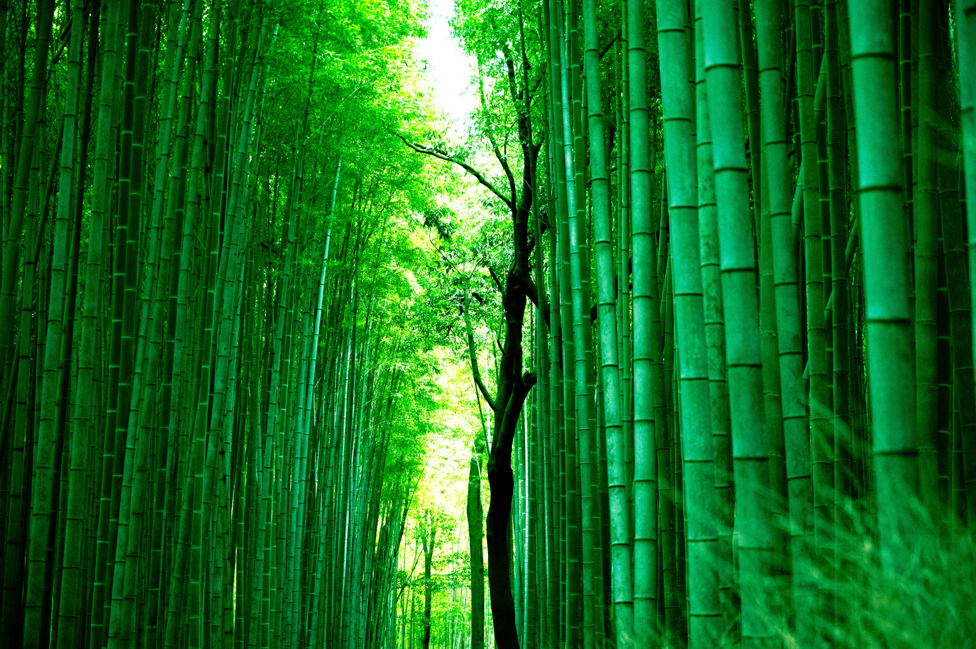 kyoto-8.png