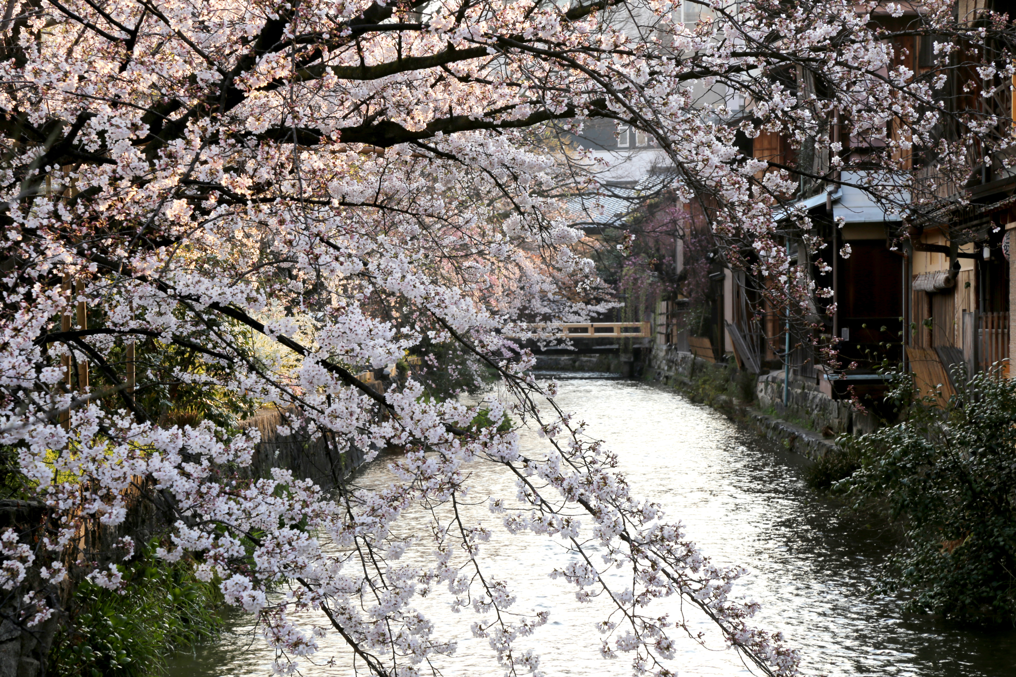 kyoto-3.png