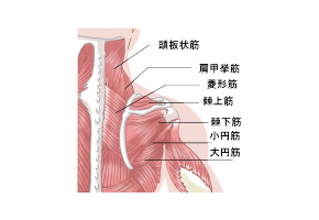 肩の構造