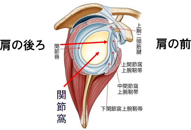 右肩のイラスト