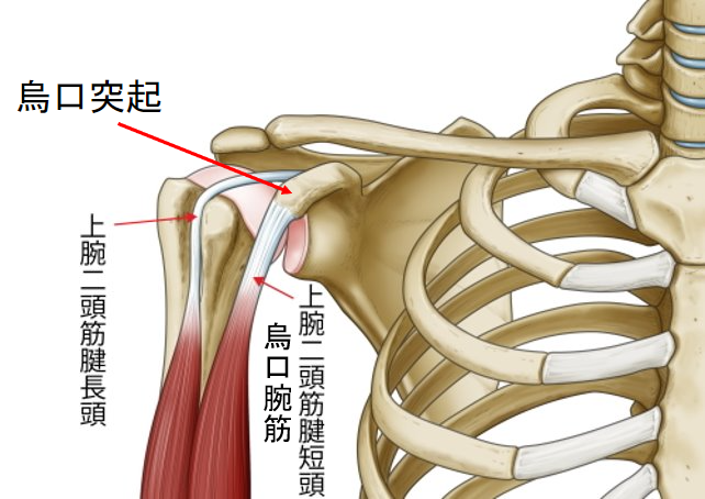 共同筋腱