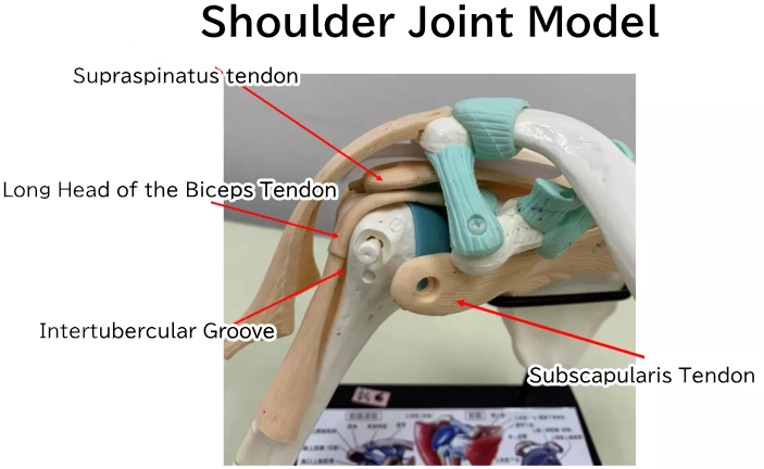 Shoulder Joint Model