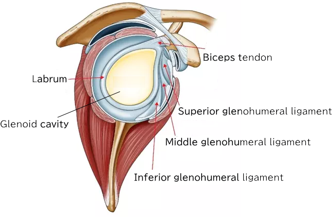 Shoulder Joint