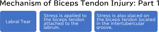 Mechanism of Biceps Tendon Injury: Part 1