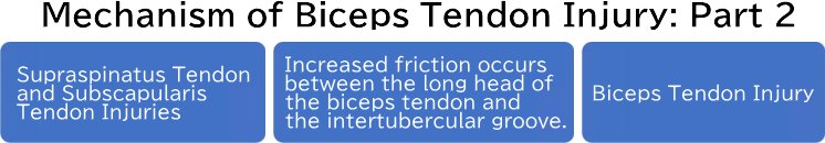 Mechanism of Biceps Tendon Injury: Part 2
