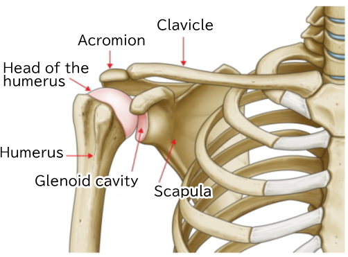 About the bones of the shoulder: