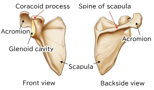 Scapula