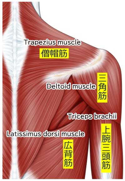 Superficial muscles