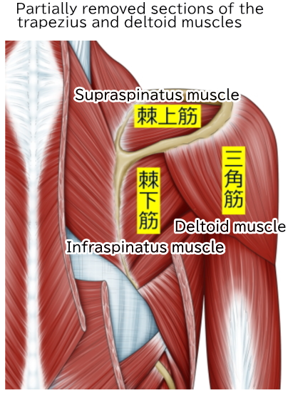 Partially removed sections of the trapezius and deltoid muscles