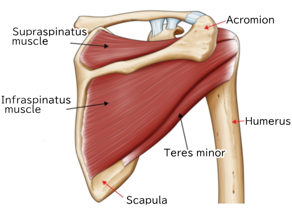 Below is an illustration with the deltoid muscle and triceps tendon removed.