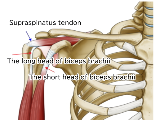 The long head of biceps brachii and the short head of biceps brachii