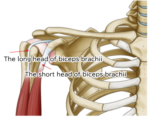 An illustration with the supraspinatus tendon removed from the above diagram.