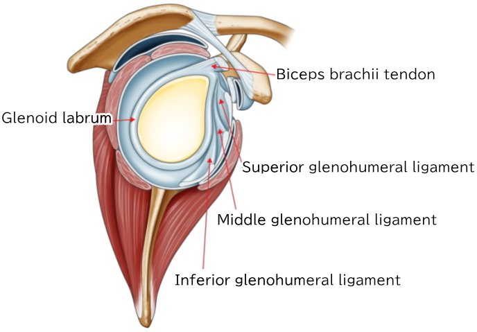 Ligaments and glenoid labrum