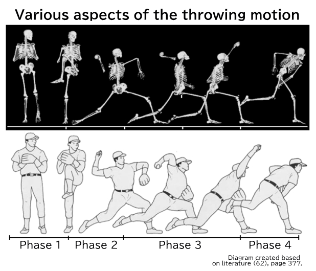 Various aspects of the throwing motion