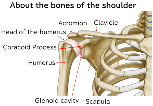 About the bones of the shoulder