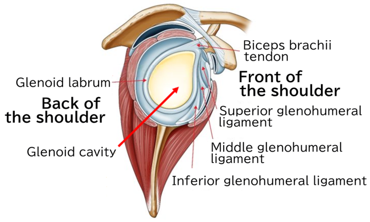 Right shoulder (front view of the glenoid cavity)
